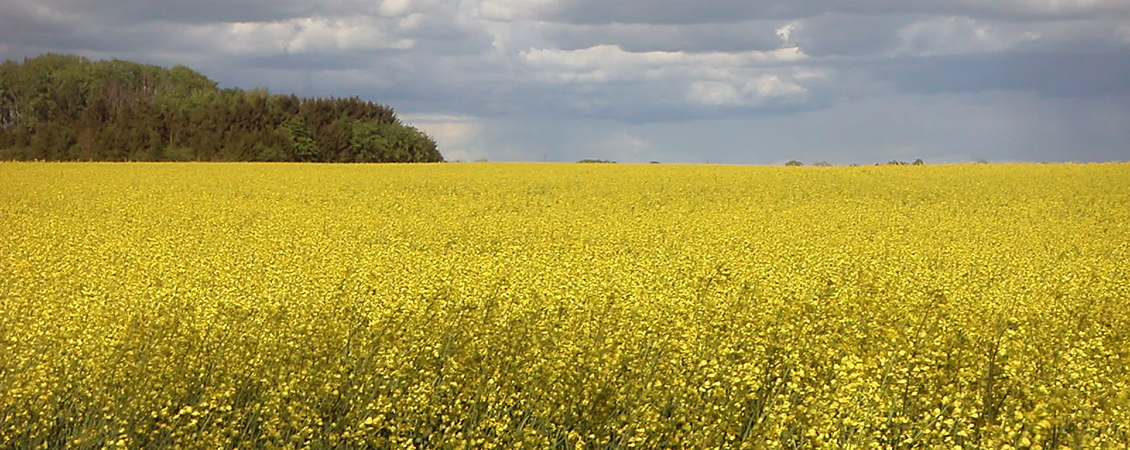 Blommande rapsfält i Skåne under dramatisk molnhimmel